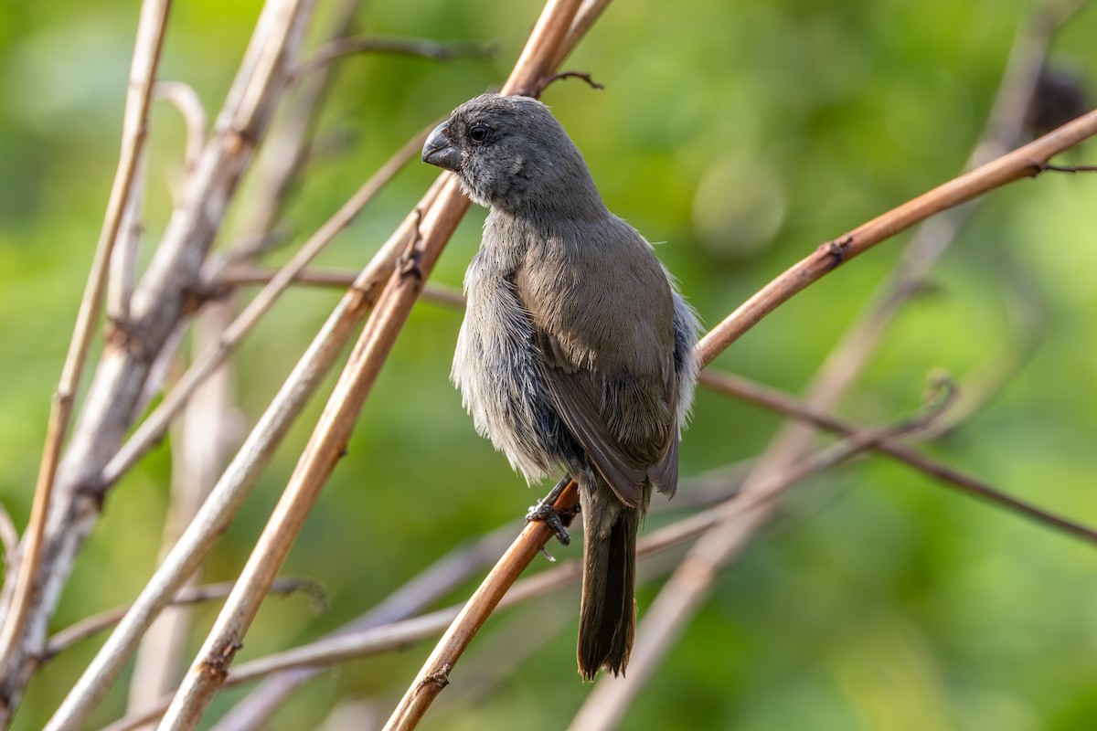 Grand Cayman Bullfinch - ML640438495
