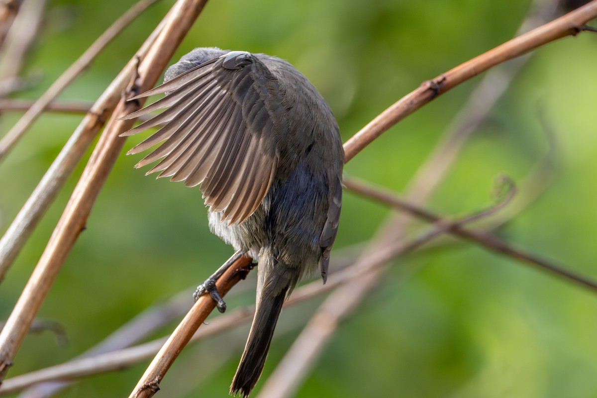 Grand Cayman Bullfinch - ML640438496