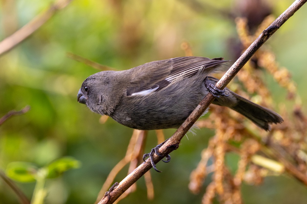 Grand Cayman Bullfinch - ML640438497