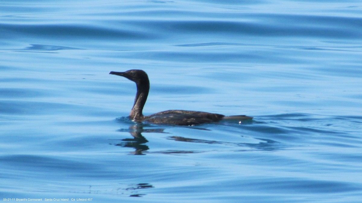 Cormoran de Brandt - ML640438502