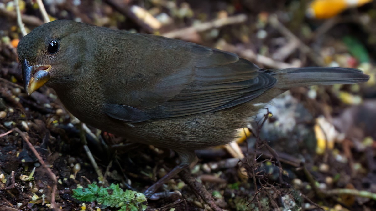 Sooty Grassquit - ML640438590
