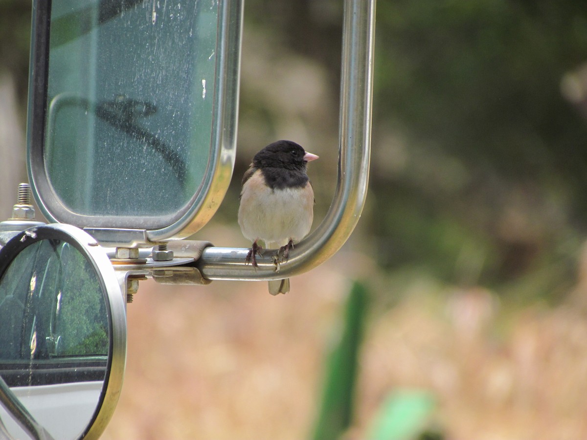 Junco ardoisé - ML640438635