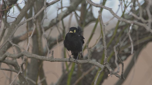 Spectacled Tyrant - ML640438653