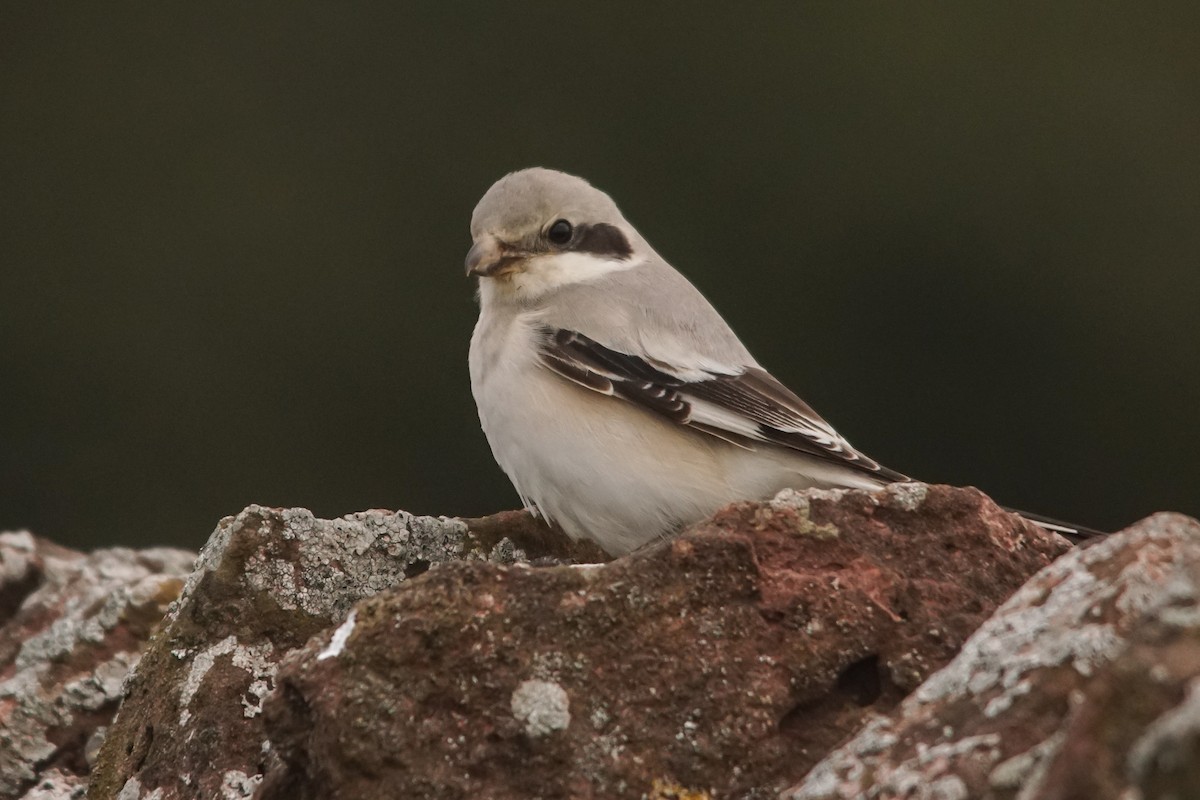 Pie-grièche grise (pallidirostris) - ML640438743