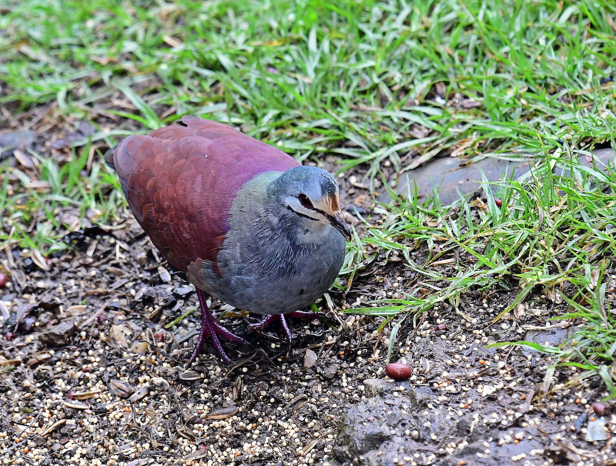 Buff-fronted Quail-Dove - ML640438744
