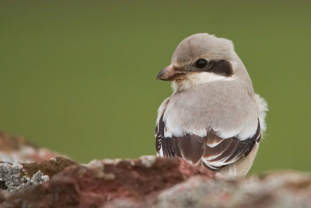 Pie-grièche grise (pallidirostris) - ML640438746