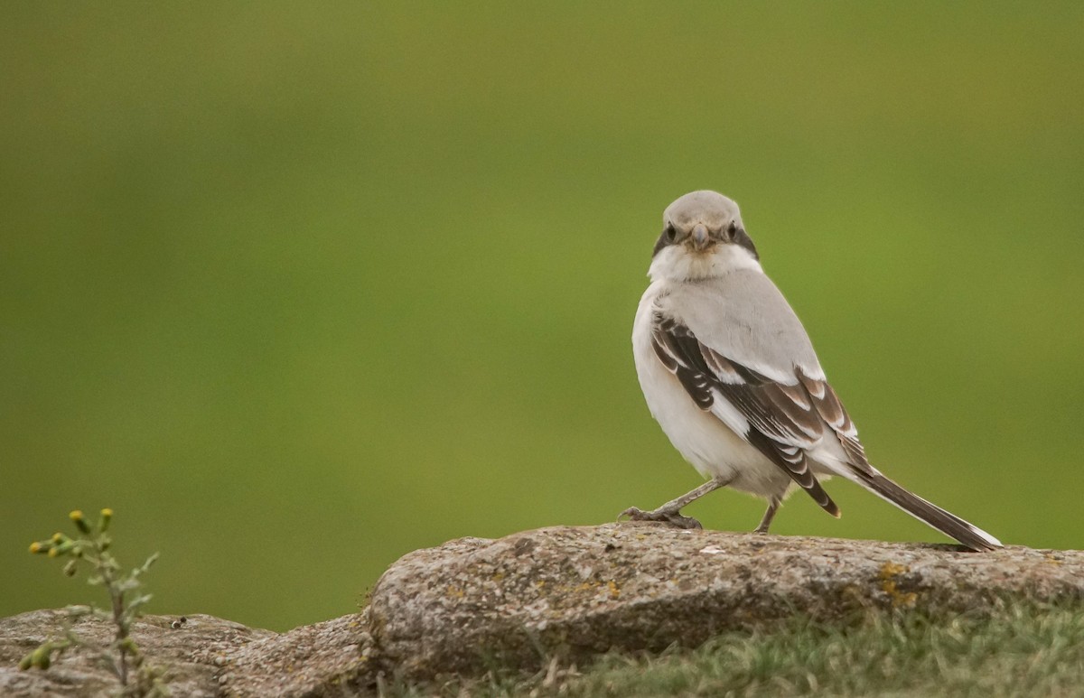 Pie-grièche grise (pallidirostris) - ML640438751