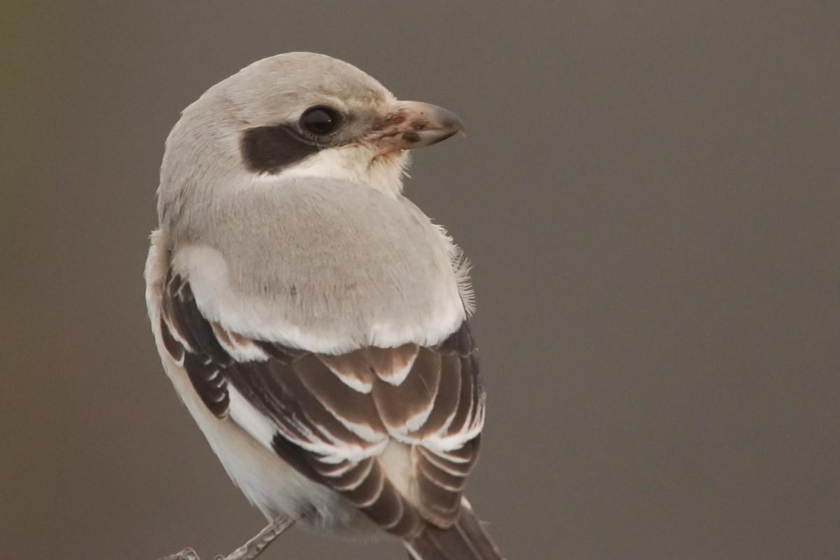 Pie-grièche grise (pallidirostris) - ML640438763