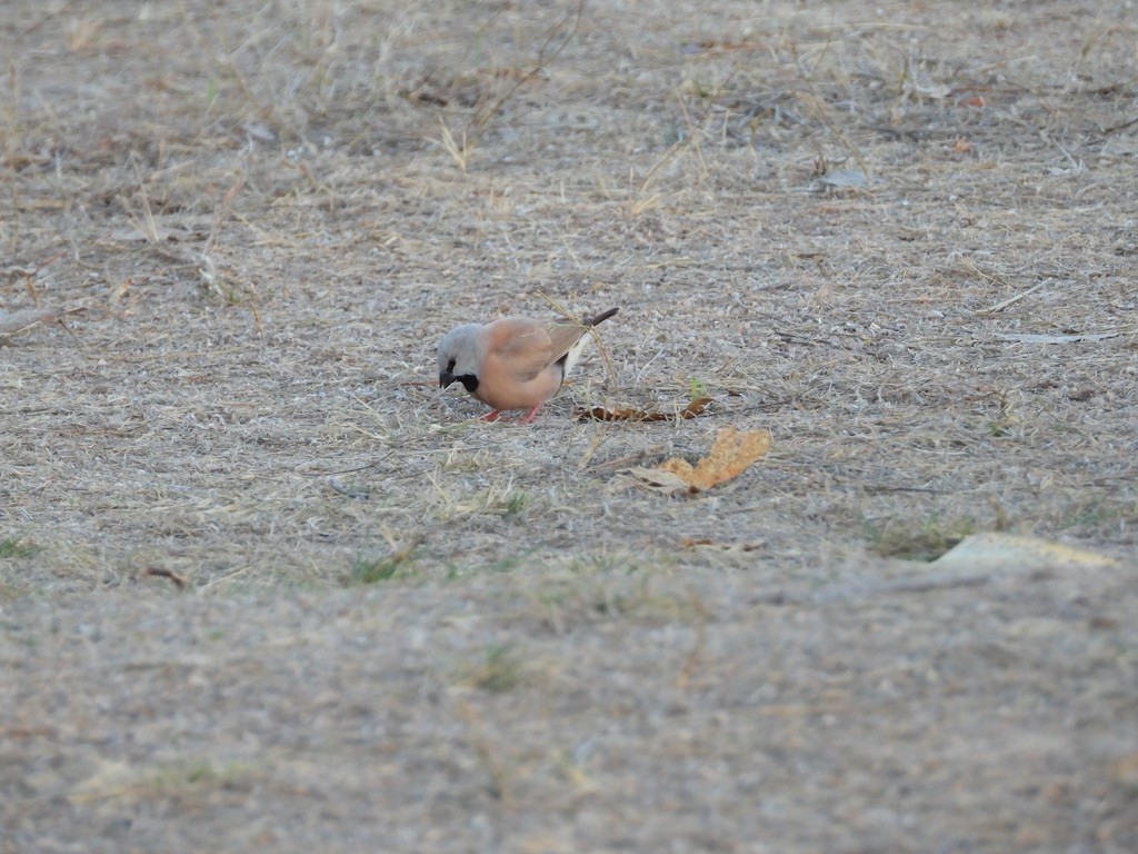 Black-throated Finch - ML640438772