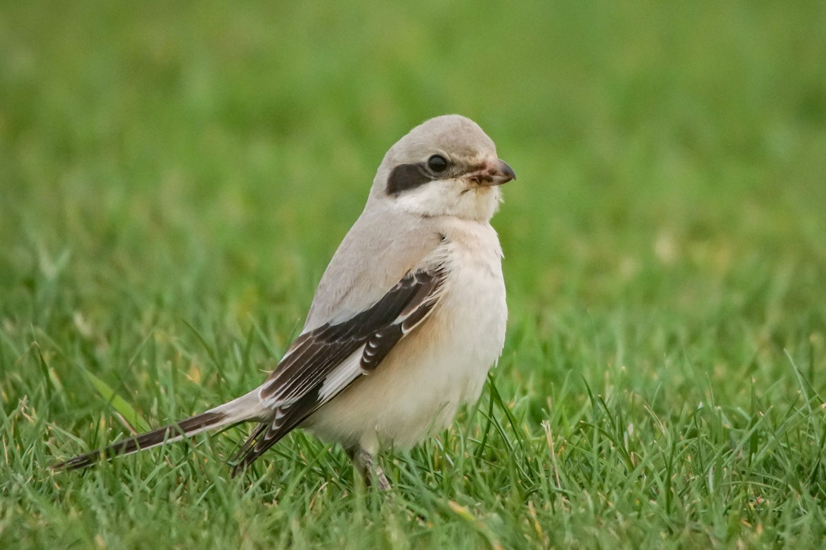 Pie-grièche grise (pallidirostris) - ML640438779