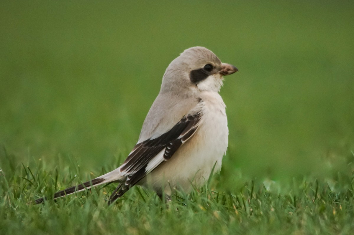 Pie-grièche grise (pallidirostris) - ML640438781