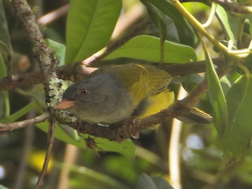 Gray-hooded Bush Tanager - ML640438824