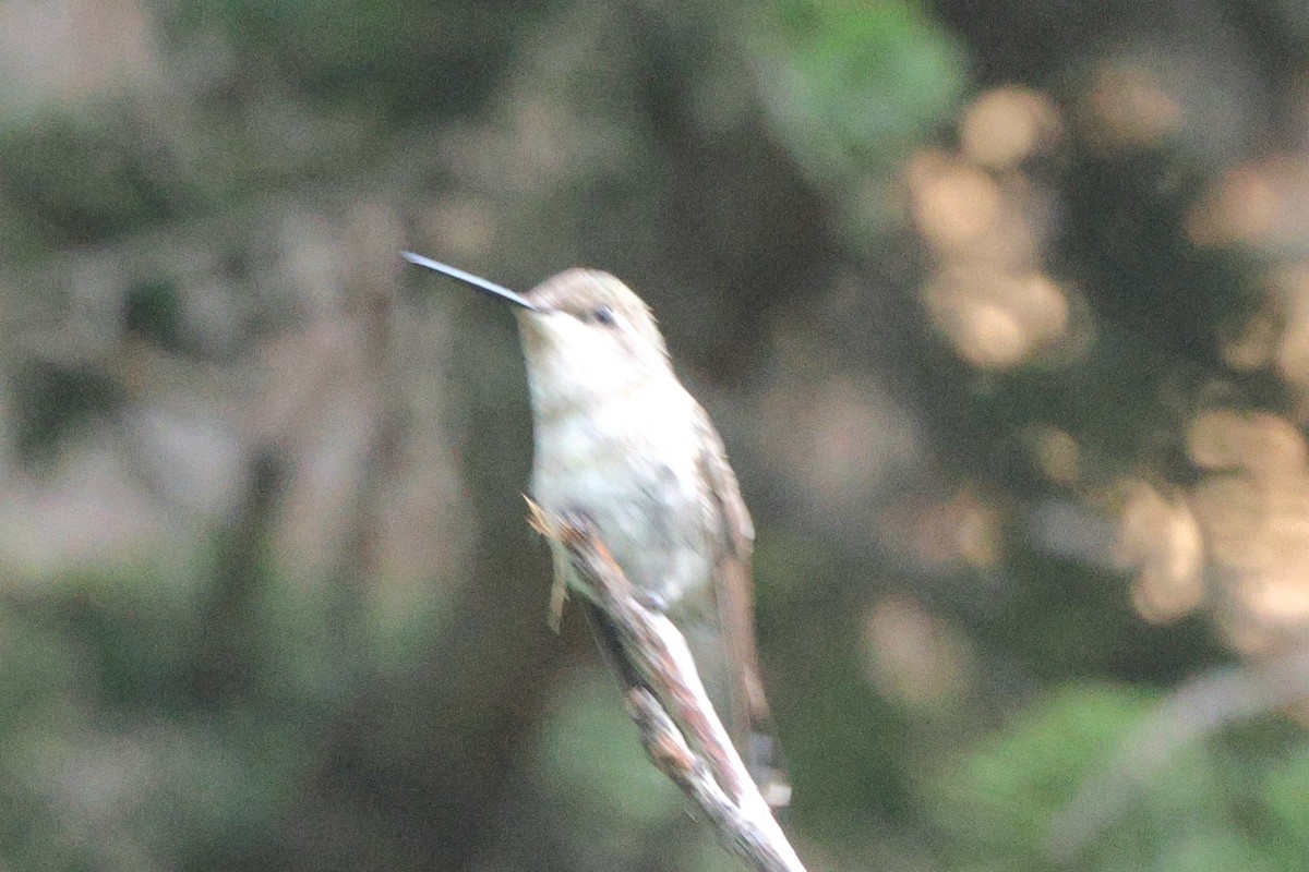 Black-chinned Hummingbird - ML640438895