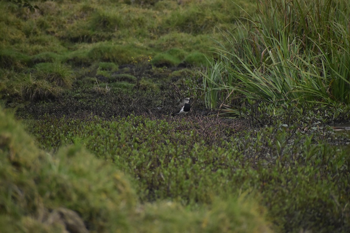 Southern Lapwing - ML640438960