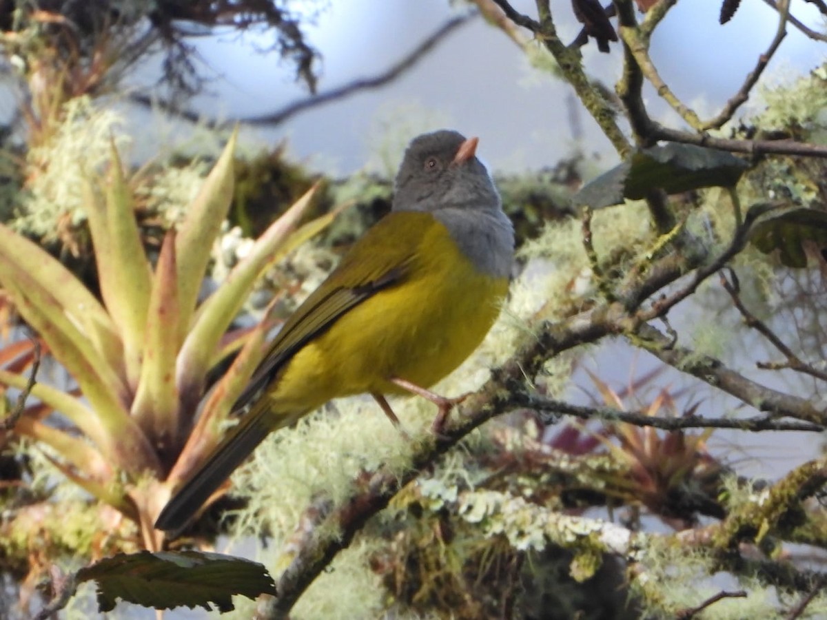 Gray-hooded Bush Tanager - ML640438986