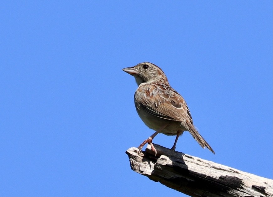 Bachman's Sparrow - ML640439058