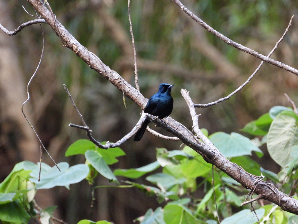 Shining Flycatcher - ML640439111