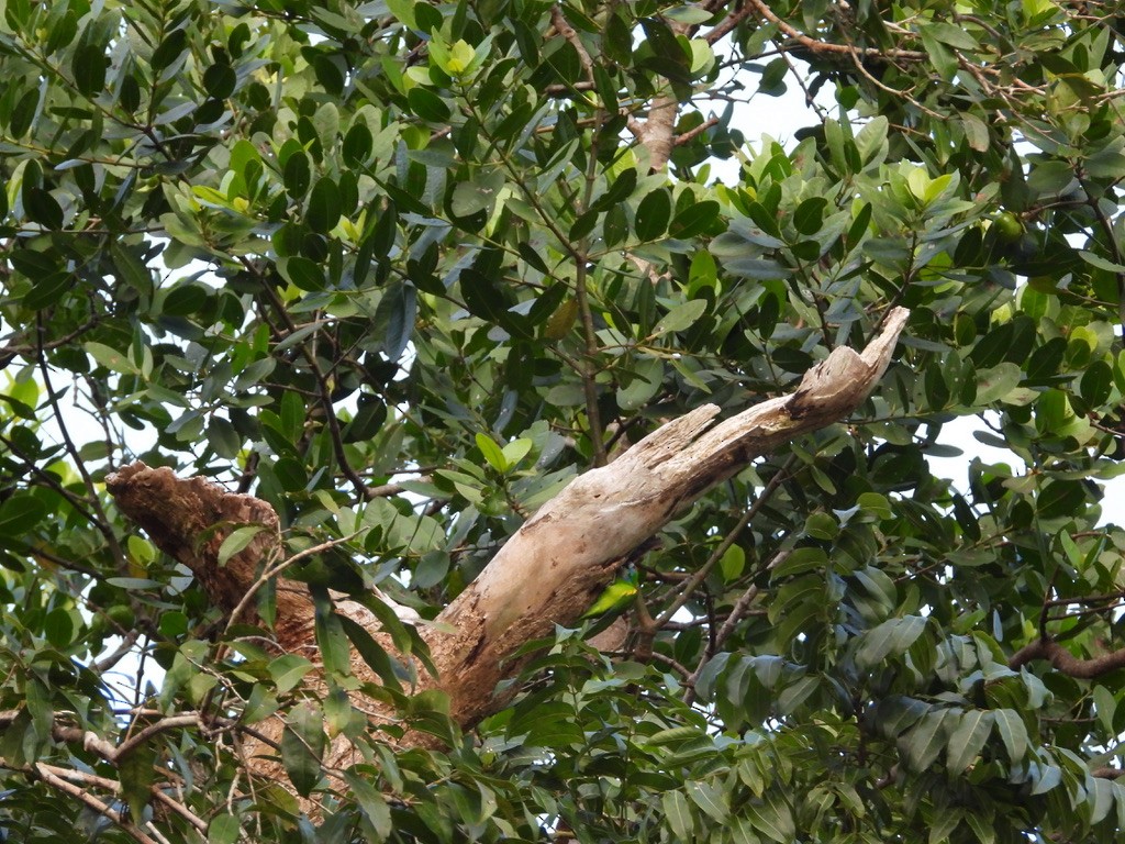 Double-eyed Fig-Parrot - ML640439176