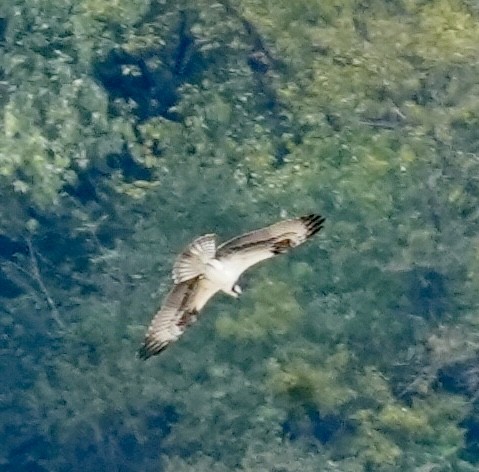 Osprey - ML640439201