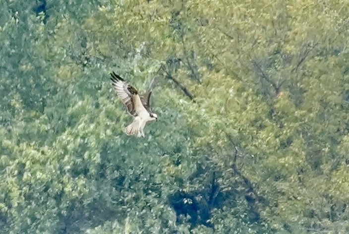 Osprey - ML640439202