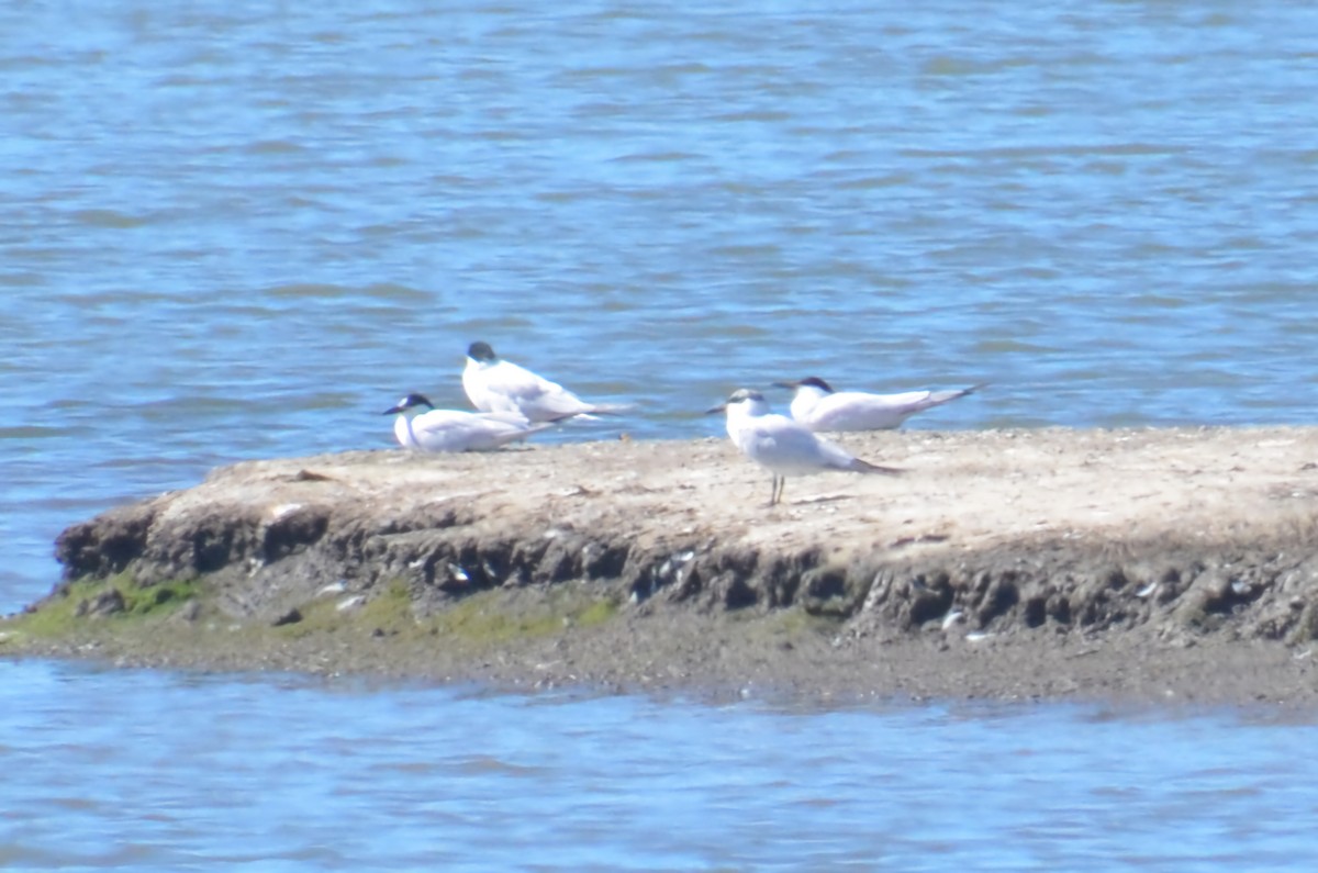 Australian Tern - ML640439216