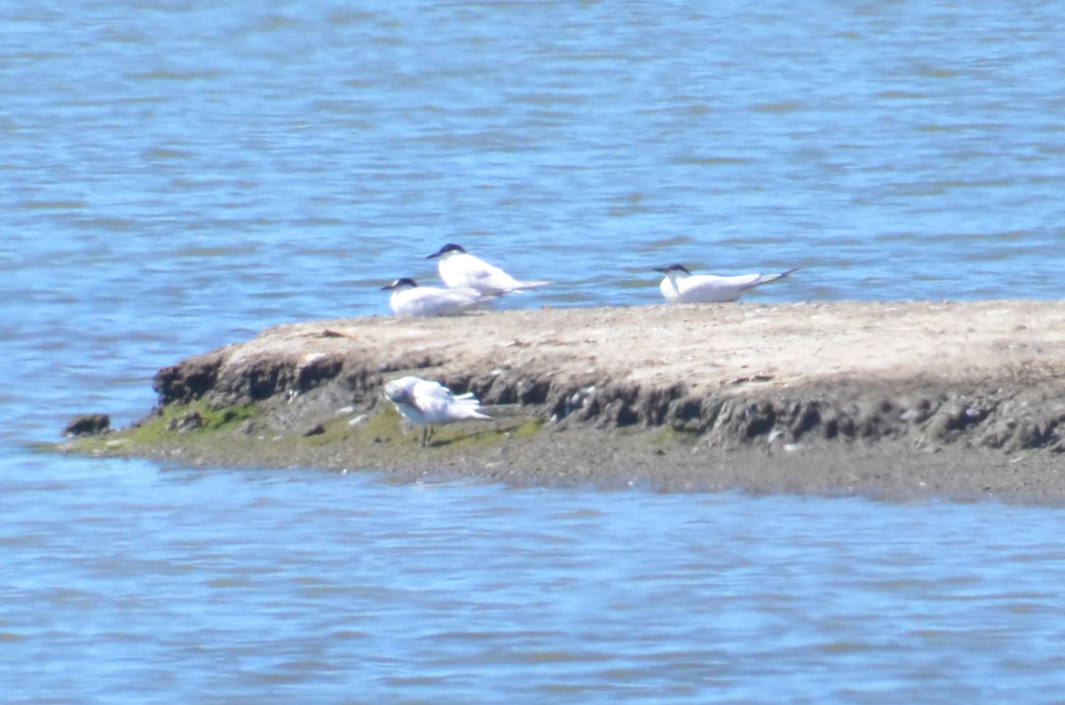 Australian Tern - ML640439217
