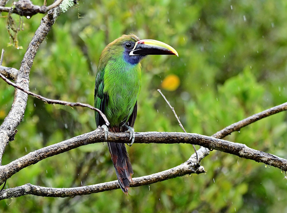 Northern Emerald-Toucanet - ML640439251
