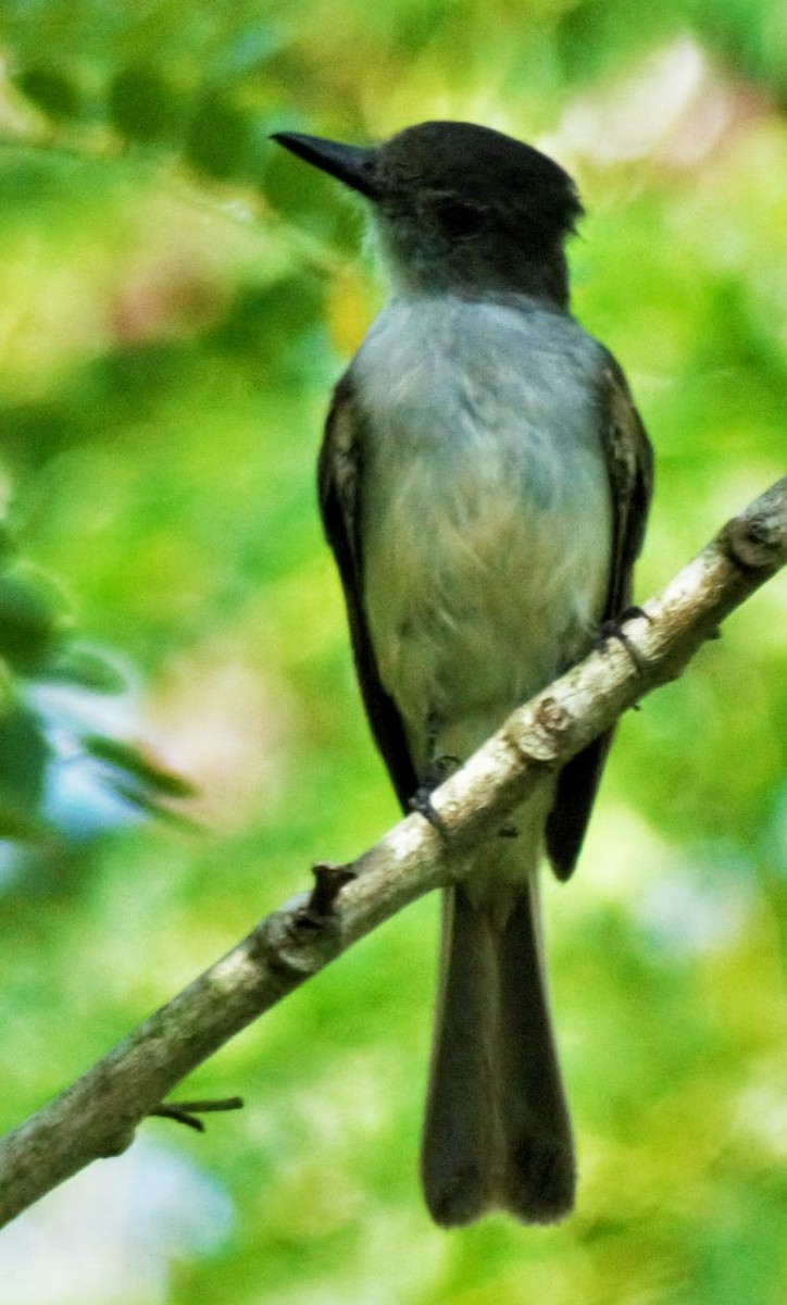 La Sagra's Flycatcher - ML640439261