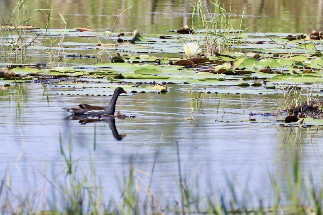Common Gallinule - ML640439285