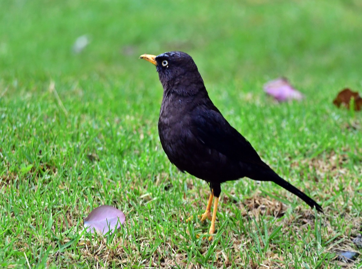 Sooty Thrush - ML640439359