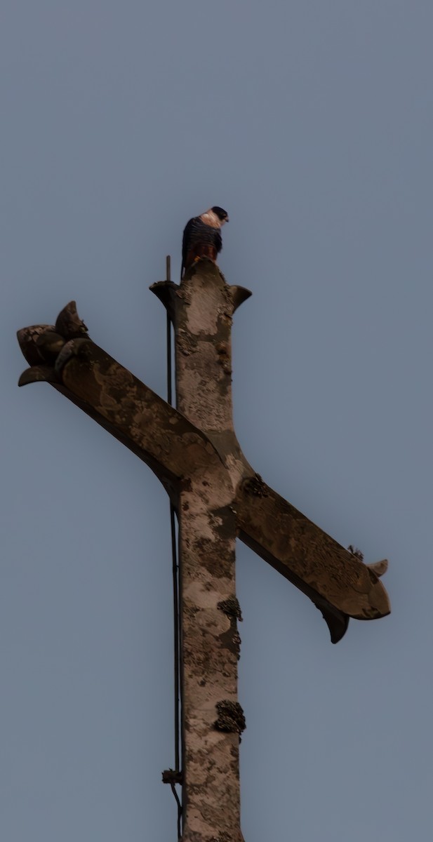 Bat Falcon - ML640439380