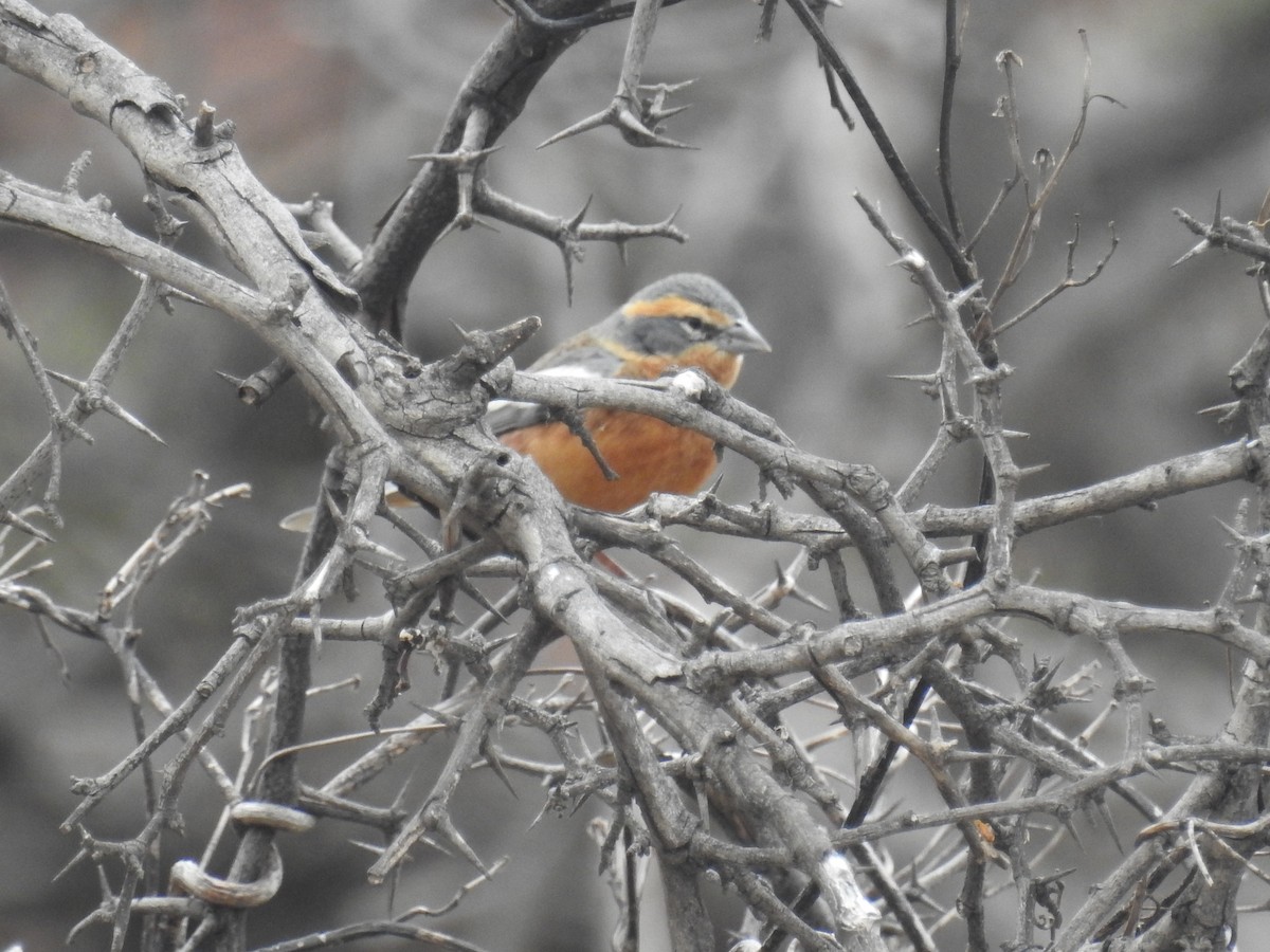 Cinnamon Warbling Finch - ML640439419