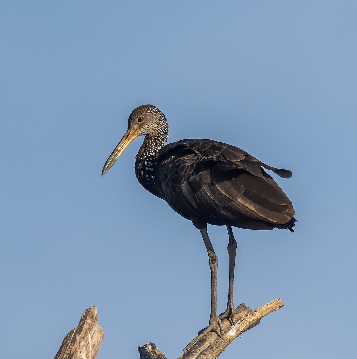 Limpkin - ML640439433