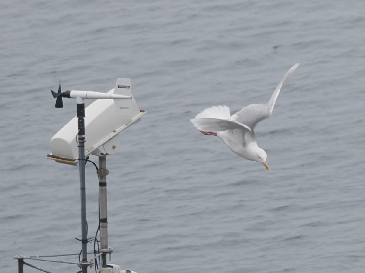 Мөсний цахлай - ML640439439