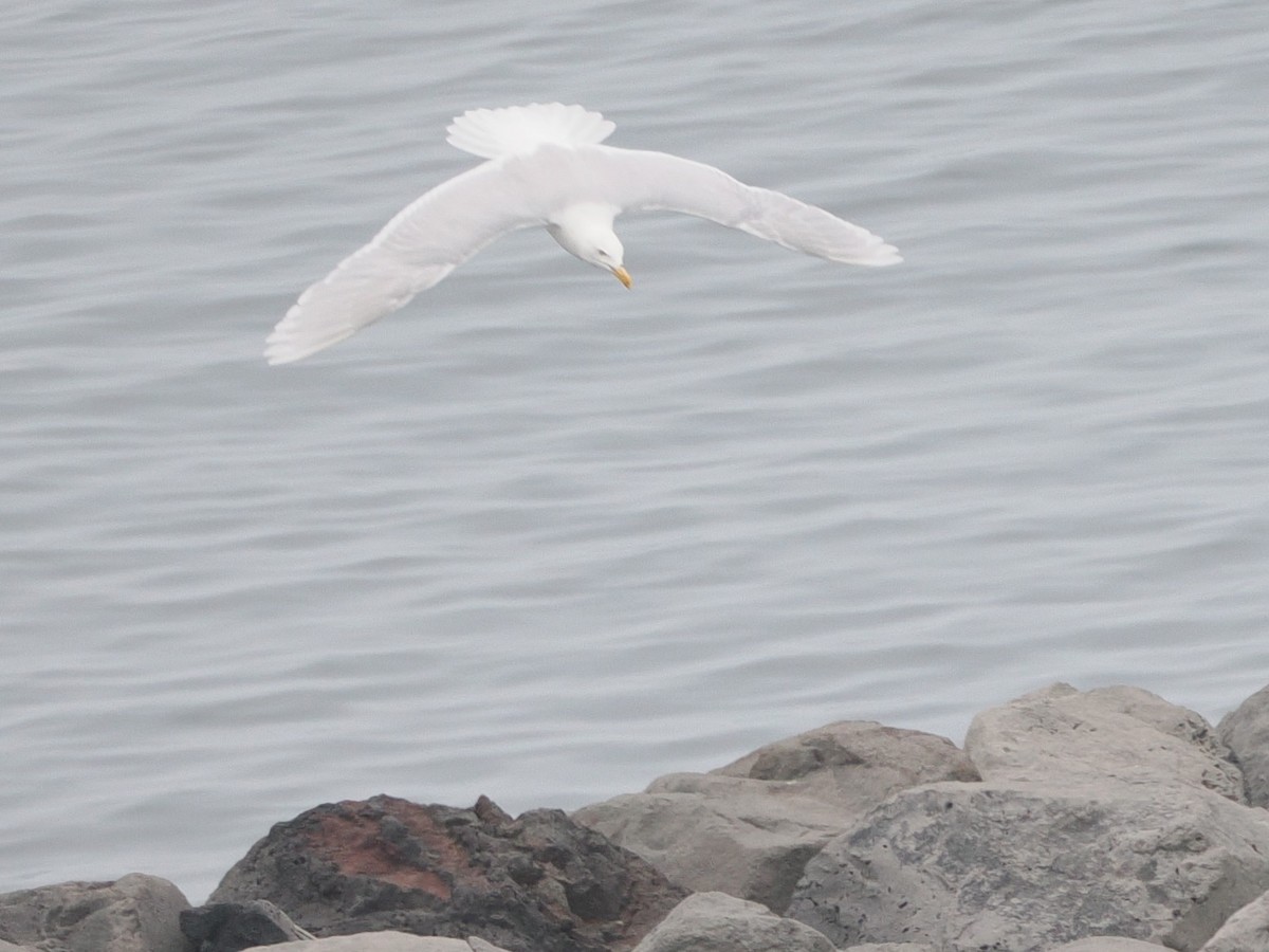 Мөсний цахлай - ML640439440