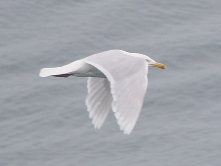 Мөсний цахлай - ML640439441