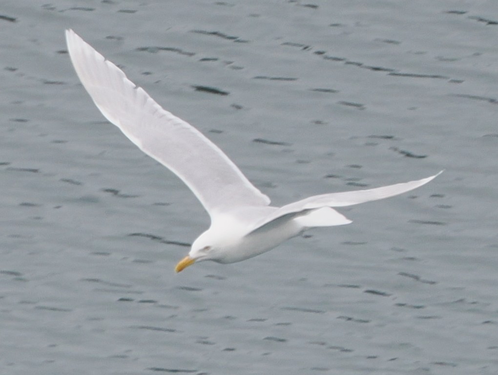 Мөсний цахлай - ML640439442