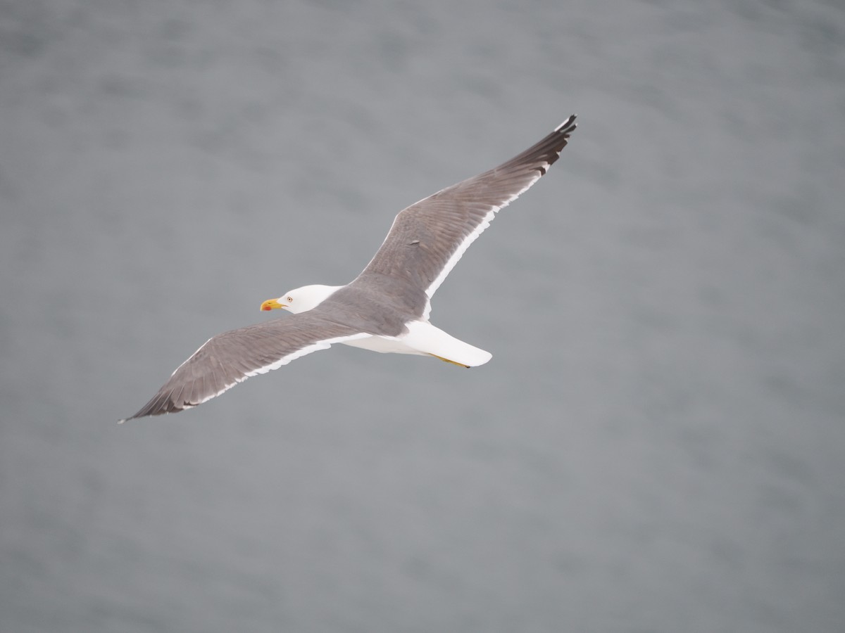 Бэсрэг цахлай - ML640439468