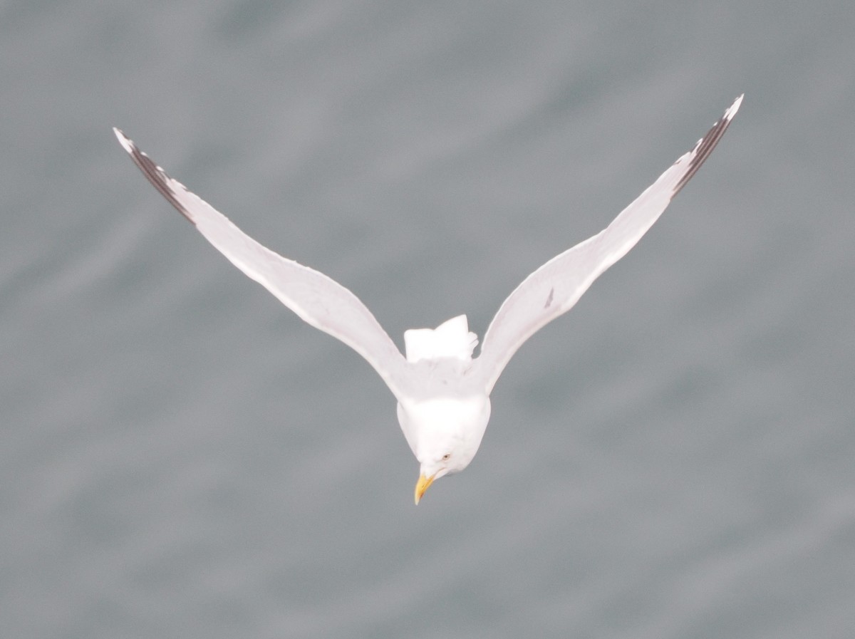 Мөнгөлөг цахлай - ML640439510