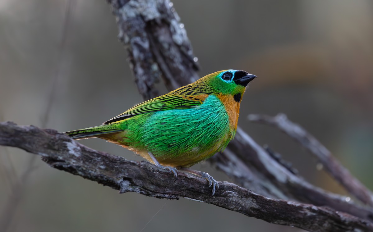 Brassy-breasted Tanager - ML640439564