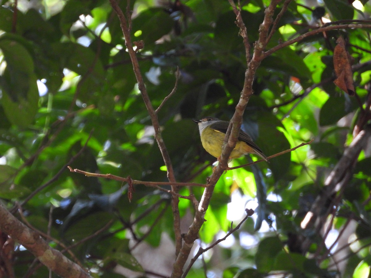 Pale-yellow Robin - ML640439606