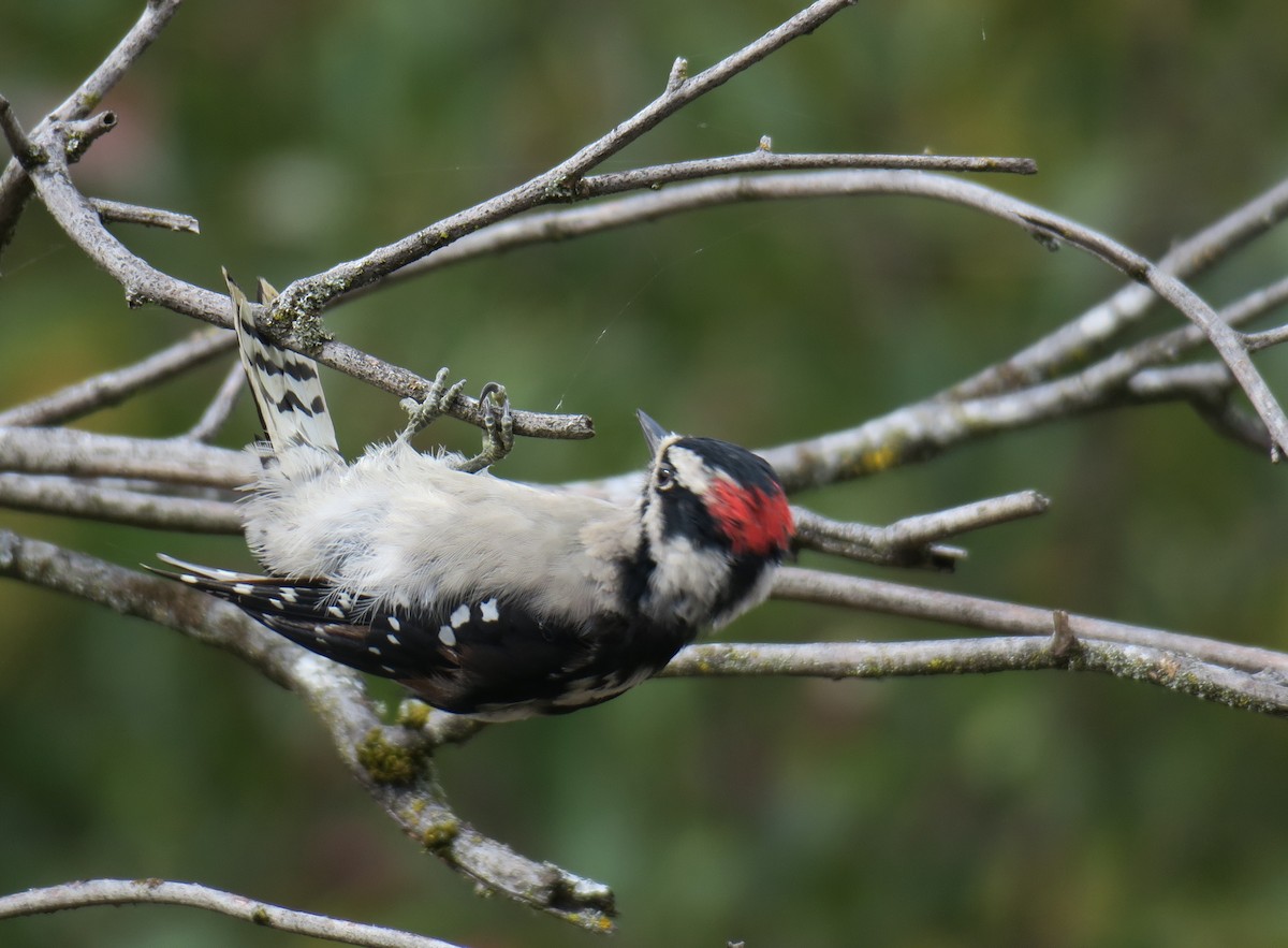 Downy Woodpecker - ML640439635