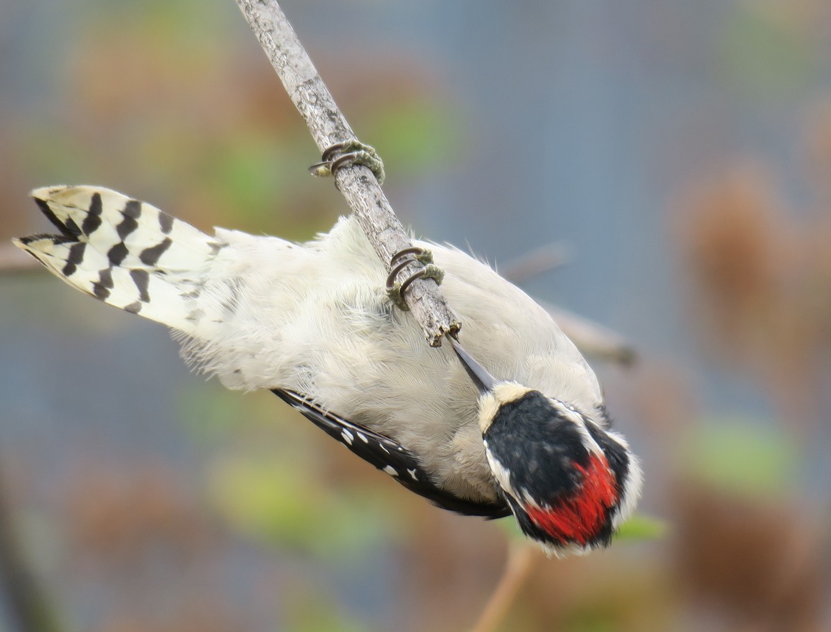 Downy Woodpecker - ML640439751