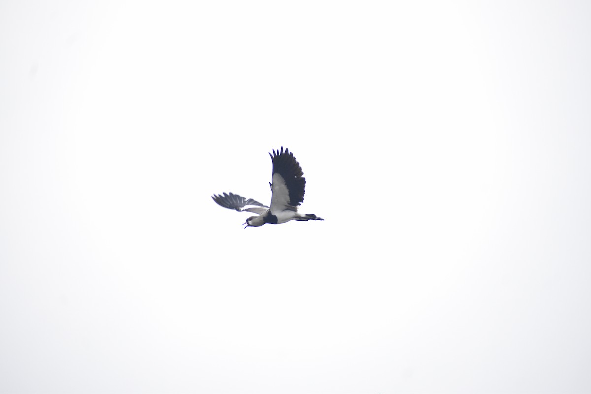 Southern Lapwing - ML640439868