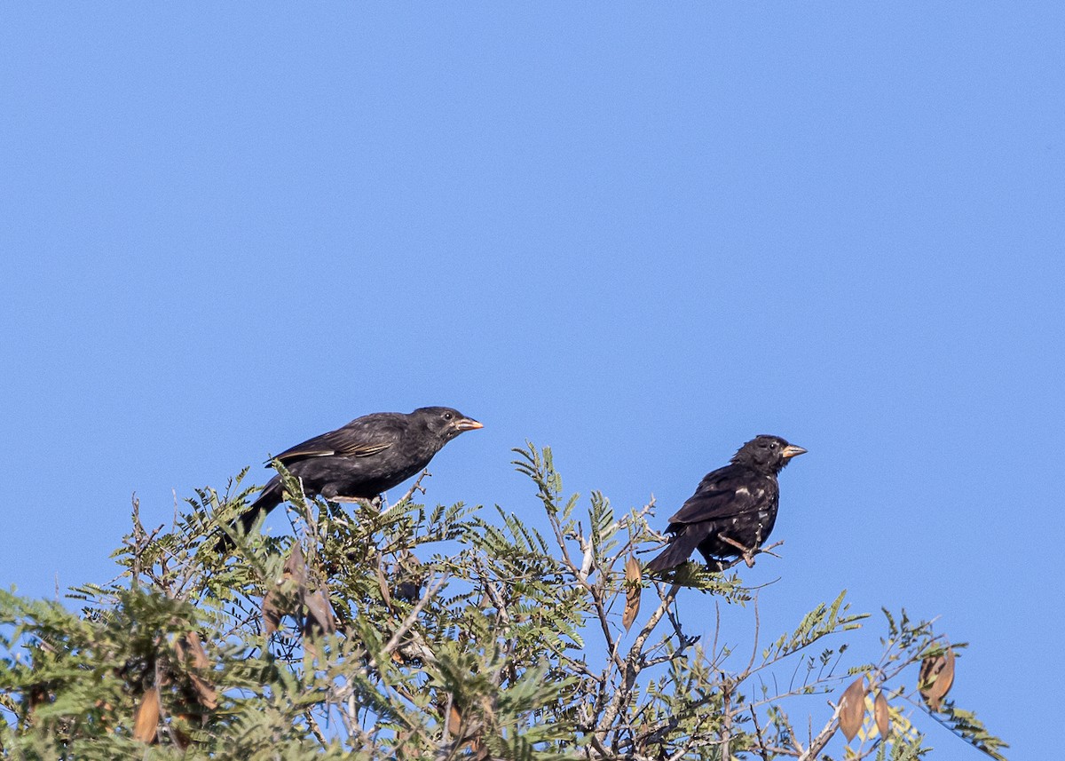 Red-billed Buffalo-Weaver - ML640439877