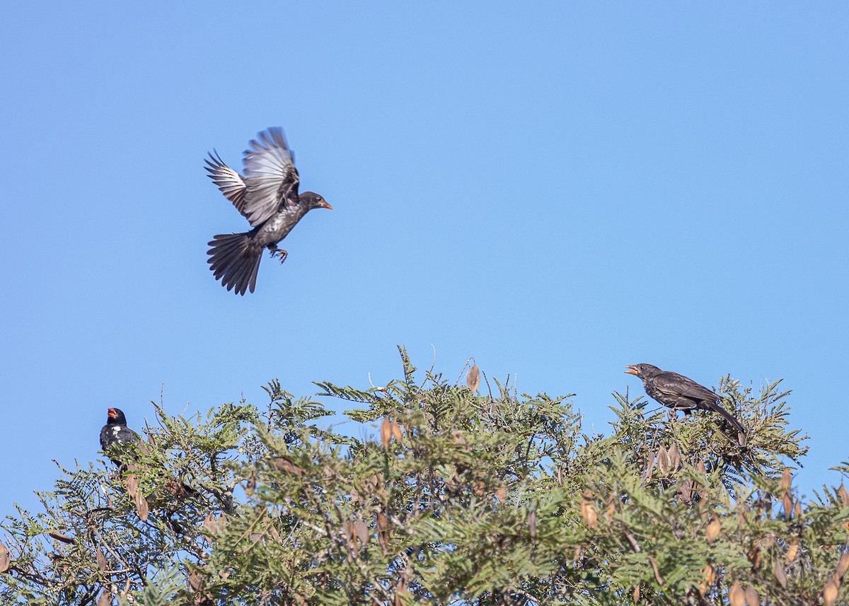Red-billed Buffalo-Weaver - ML640439878