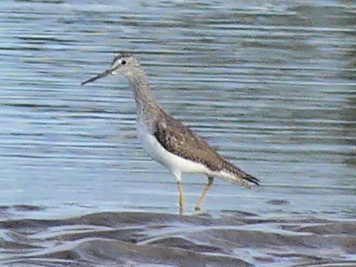 Коловодник строкатий - ML640439879