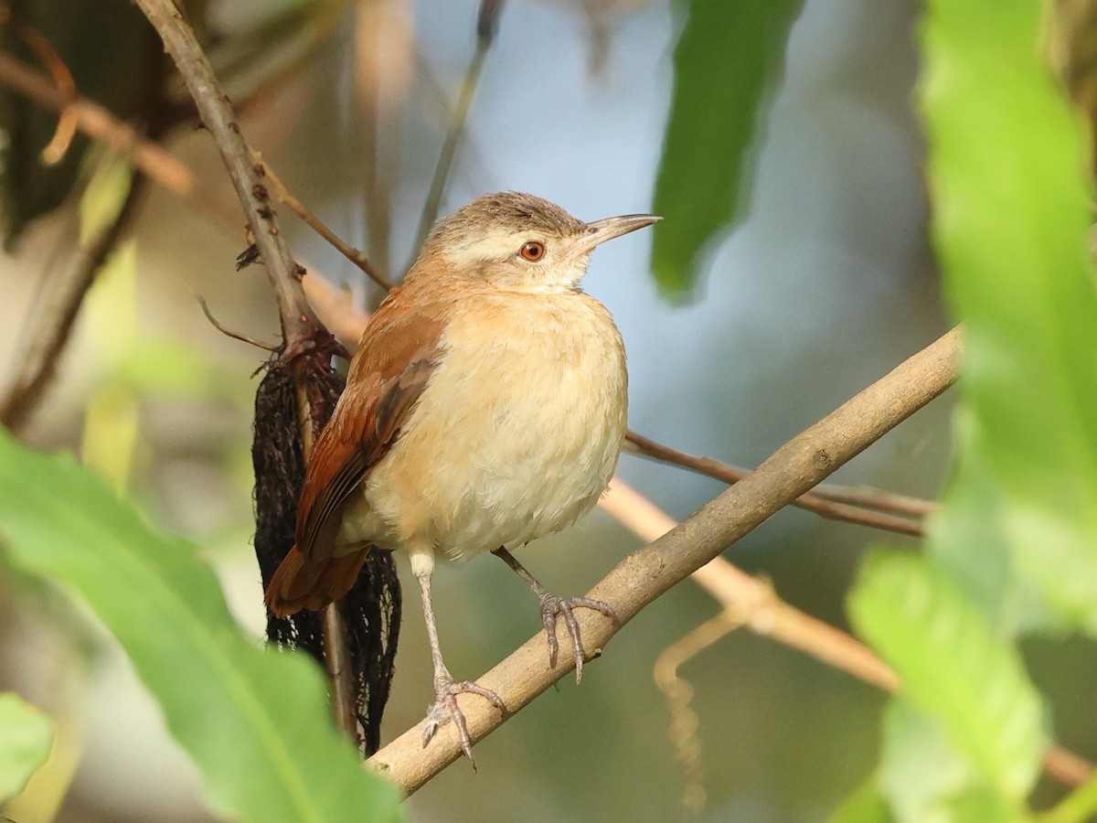 Lesser Hornero - ML640439946
