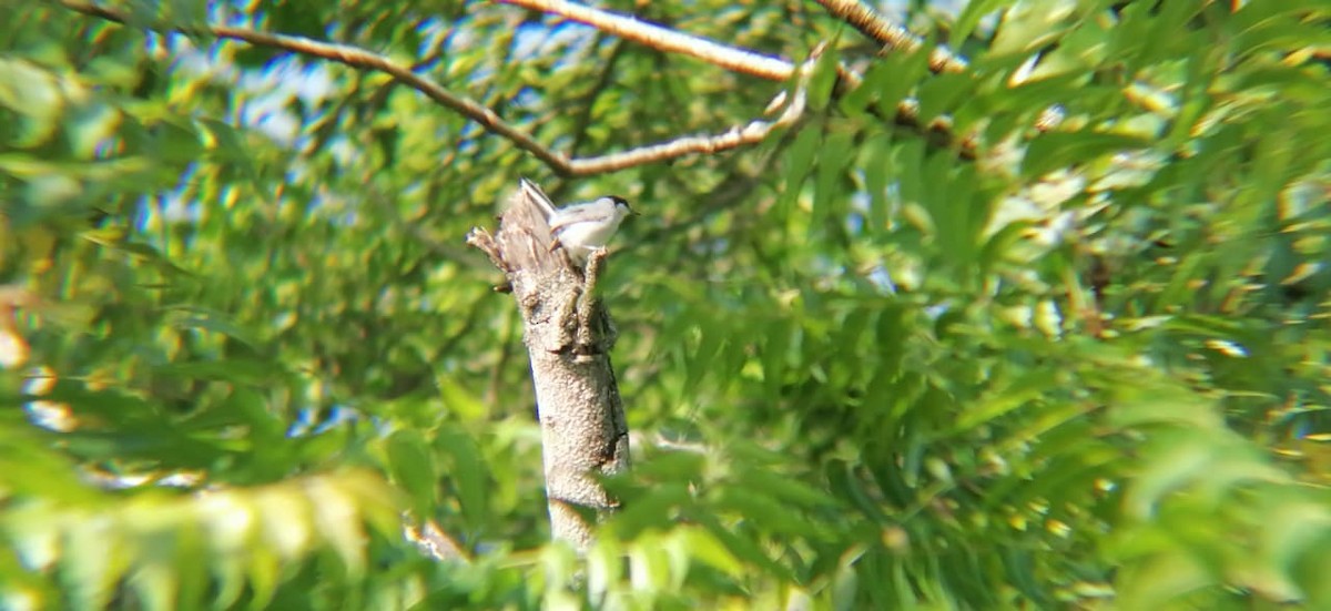 White-lored Gnatcatcher - ML640440062