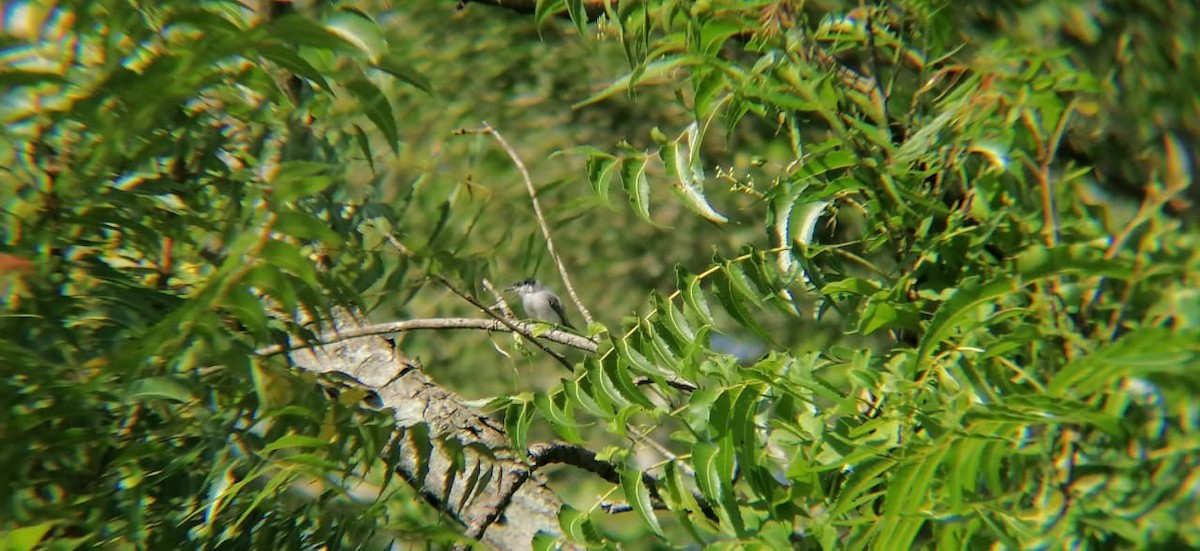 White-lored Gnatcatcher - ML640440065